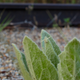The mullein also has several chemicals that help with cough-related ailments.